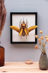 Large Paper Atlas Beetle craft by Assembli, showcasing detailed paper model with vibrant colors on a white background.