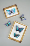Blue paper butterfly craft set by Assembli with multiple butterfly shapes displayed in a frame.