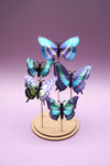 Blue butterfly DIY craft set by Assembli displayed on a stand, showing assembled butterfly figures and crafting materials.