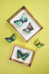 Green paper butterfly craft set by Assembli featuring assembled butterflies displayed in a frame.