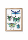 Assembli Paper Mixed Insects Craft Set with green frame, featuring colorful insect cutouts for creative crafting projects.