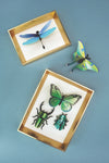 Colorful paper mixed insects set by Assembli, displayed in a frame, perfect for craft projects and creative decoration.