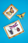 Colorful paper mixed insects craft set by Assembli, featuring various insect shapes in purple, displayed in a frame.