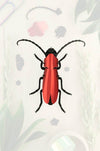 Red Paper Rosalia Beetle craft from Assembli, featuring detailed paper wings and body on a transparent background.