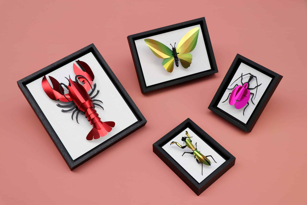 Black craft frame with insect display, featuring detailed insect illustrations in a natural, decorative presentation.