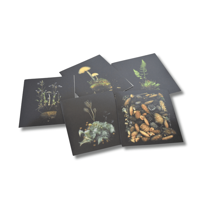 Deep Dark Forest notecards and envelopes featuring dark woodland design, ideal for writing personalized messages.