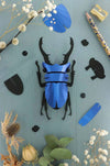 Small paper stag beetle craft by Assembli in Caribbean green metal paper, showcasing detailed insect design for creative projects.