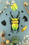 Small Paper Stag Beetle craft by Assembli in Caribbean green metal paper, featuring detailed wings and antennae.