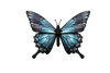 Blue paper butterfly craft by Assembli made from textured blue paper with detailed wings, suitable for DIY arts and crafts projects.