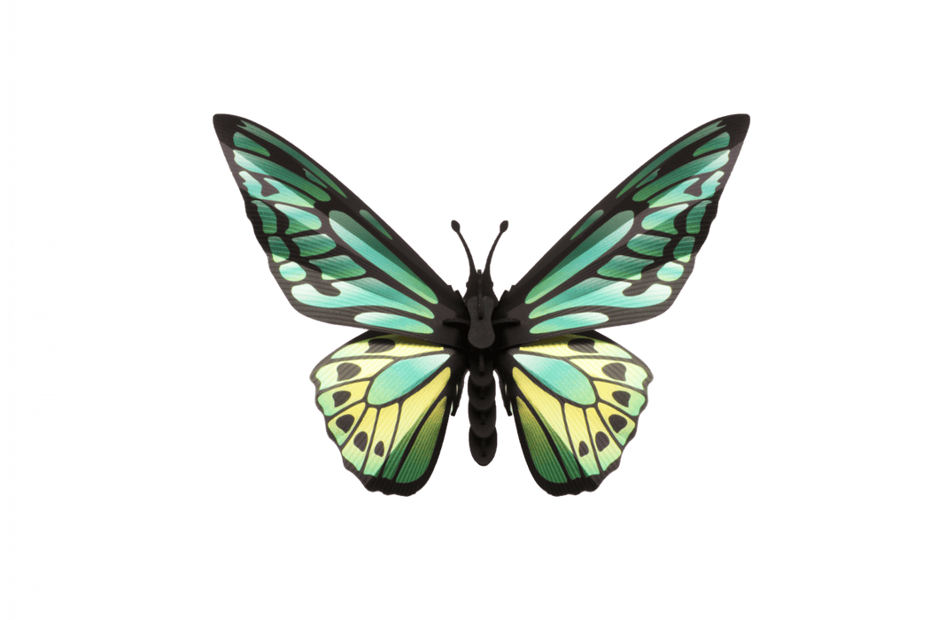 Paper Green Birdwing Butterfly craft from Assembli, featuring detailed green paper wings and intricate design.