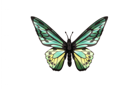 Paper Green Birdwing Butterfly craft from Assembli, featuring detailed green paper wings and intricate design.