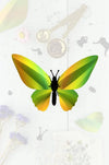 Glossy blue paper Birdwing butterfly craft by Assembli, showcasing detailed paper wings and vibrant azur color.