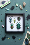 Green Paper Beetle Collection craft set by Assembli featuring colorful paper beetle designs for creative projects.